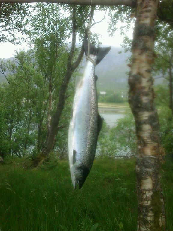 Hôtel Kjellingstraumen Fjordcamp à Nygardsjoen Extérieur photo